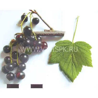 Сюрприз Елсаковой