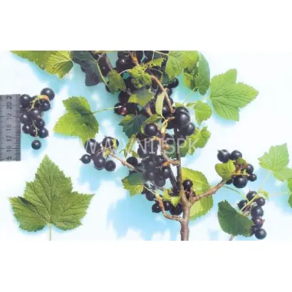 Тамбовская поздняя