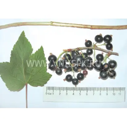 Татьянин день