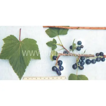 Трилена (Алёнушка, Чудо)