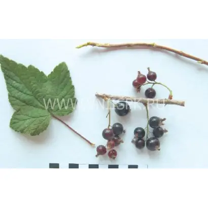 Хара Кыталык