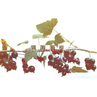 Челябинская фестивальная