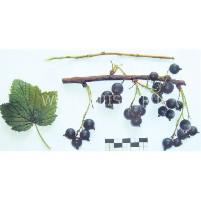 Чемпион приморья