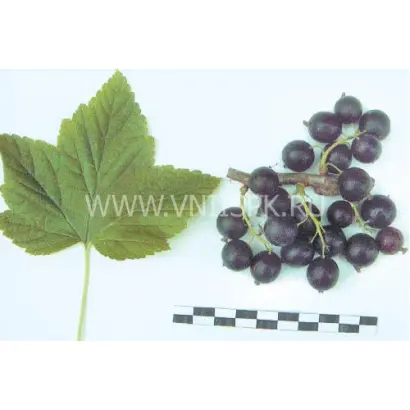 Черкашинская