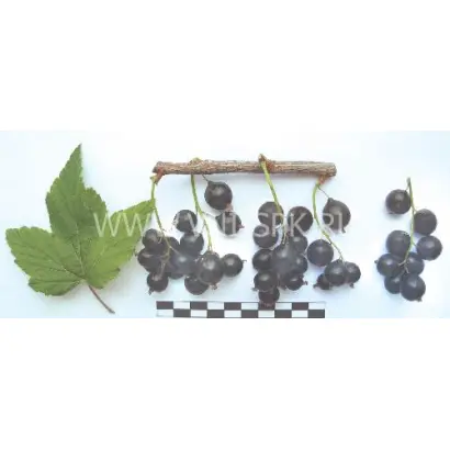 Чёрный аист