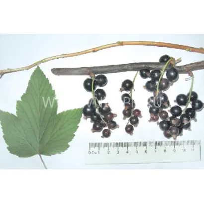 Чёрный жемчуг