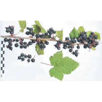 Чудное мгновение