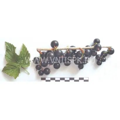 Шаровидная