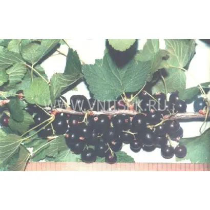 Юбилею Саратова