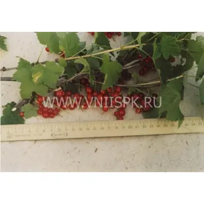 Алая зорька