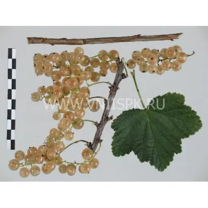 Белая Потапенко