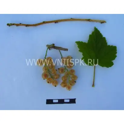 Белая фея (Алмазная)