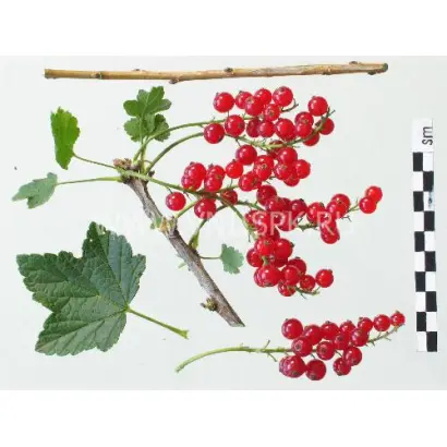 Валентиновка