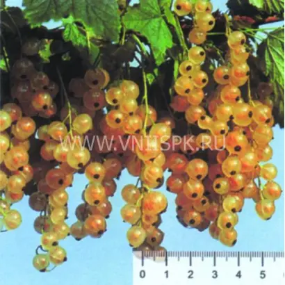 Версальская белая (Versailles Blanche)