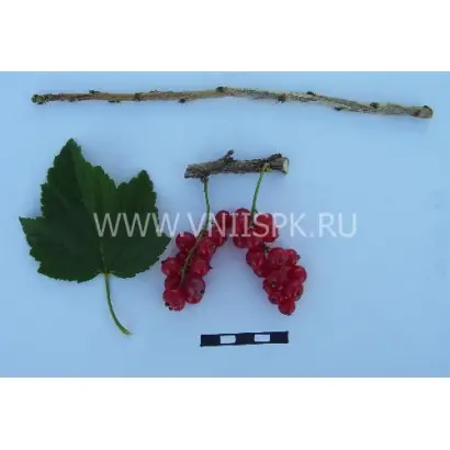 Задунайская (Красная Смольяниновой)