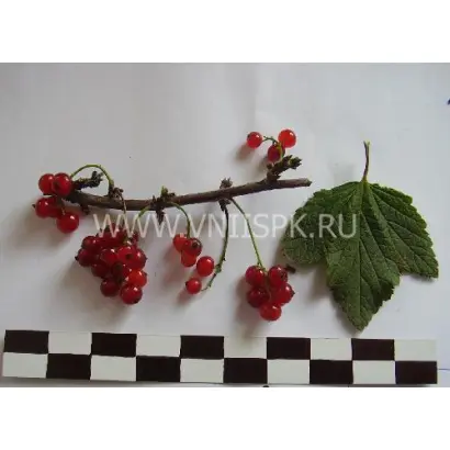 Заря Заполярья