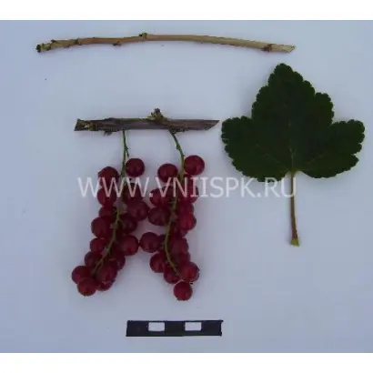 Йонкер ван Тетс (Jonkheer Van Tets, Джонхир ван Тетс)