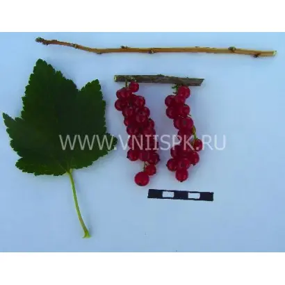 Константиновская (Память Смольяниновой)