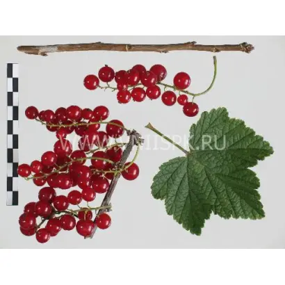 Красная Андрейченко