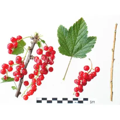 Мармеладница