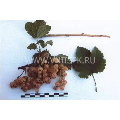 Минусинская белая