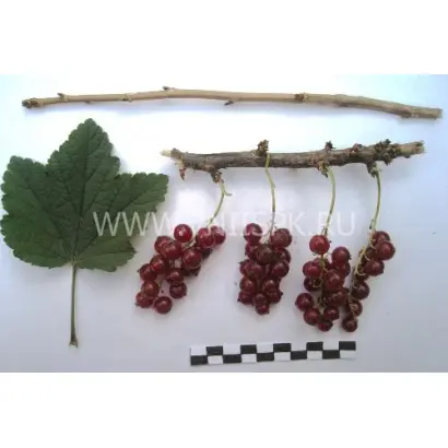 Ненаглядная