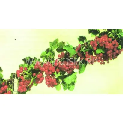 Обской закат