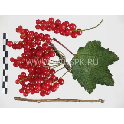 Орловская звезда