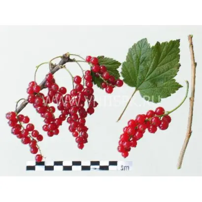 Орловчанка