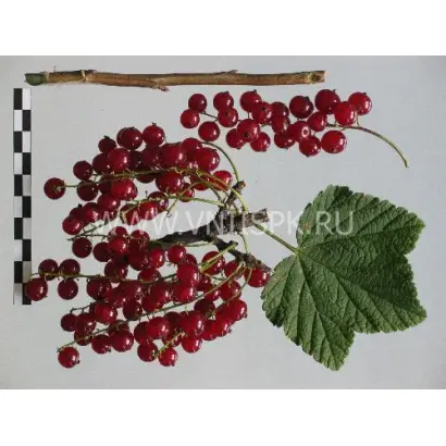 Осиповская