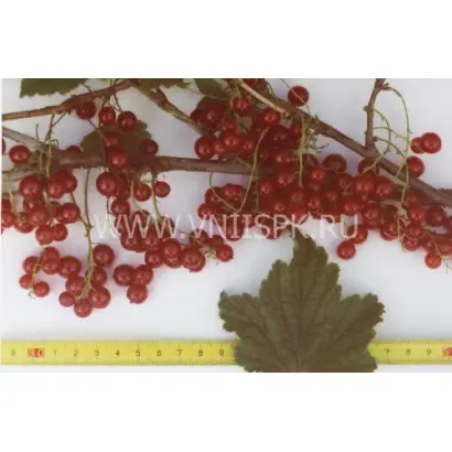 Память Губенко