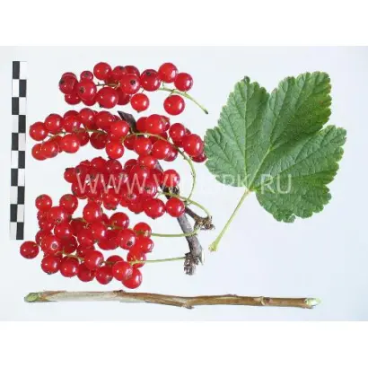 Подарок лета