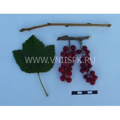 Ранняя сладкая