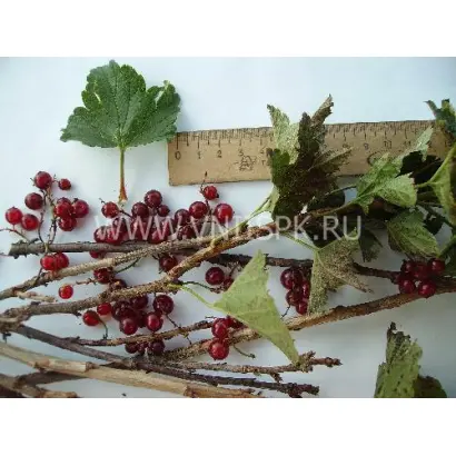 Рассветная