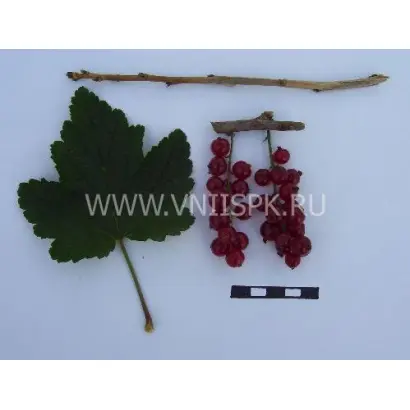 Рачновская (Ранняя Смольяниновой)