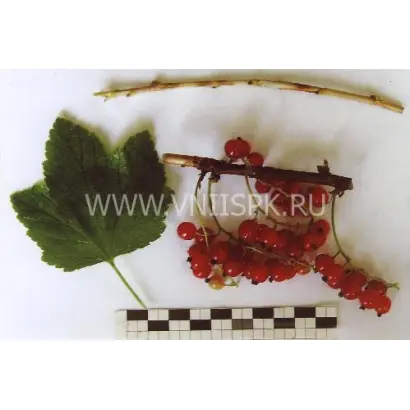 Скороспелая (Ранняя Фаворской)