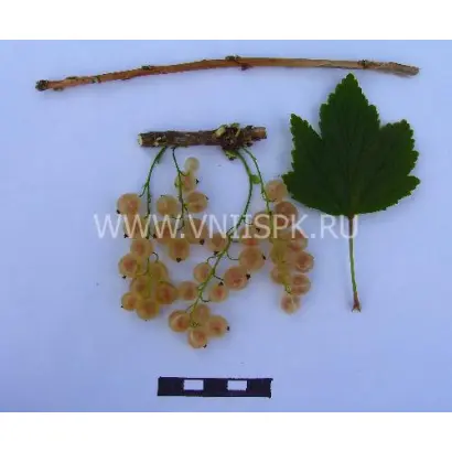 Смольяниновская (Белая Смольяниновой)