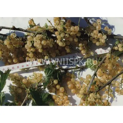 Уральская белая