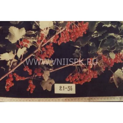 Уральские зори