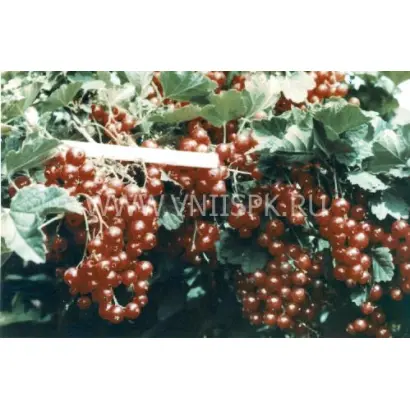 Уральская красавица