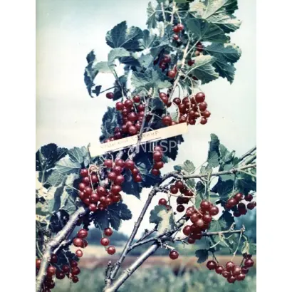 Уральский сувенир