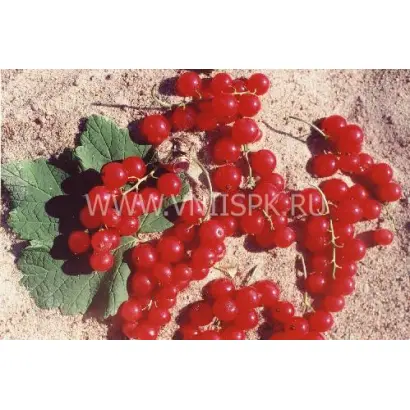 Эрстлинг аус Фирланден