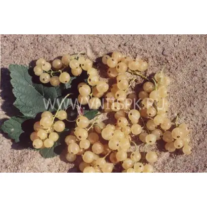 Ютерборгская (Weisse Yuterborger)