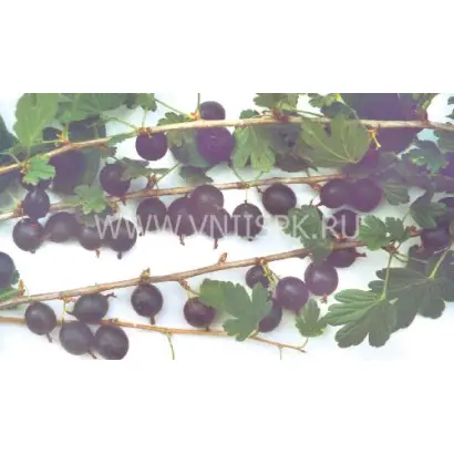 Владил (Командор)