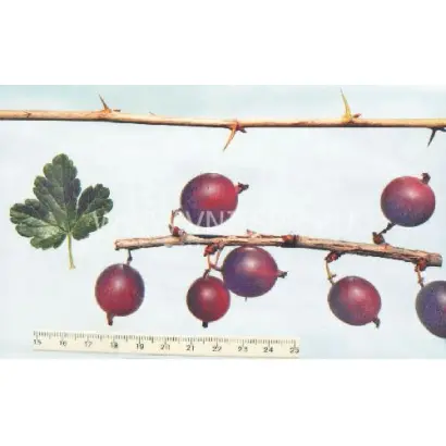 Краснославянский