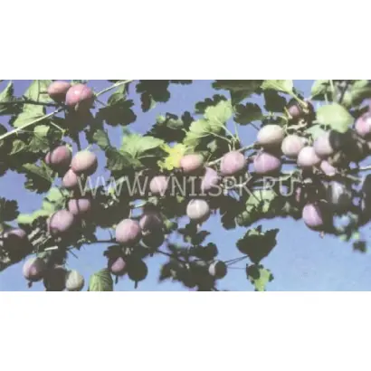 Красный крупный