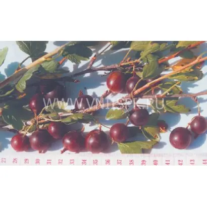 Народный (Нарядный)