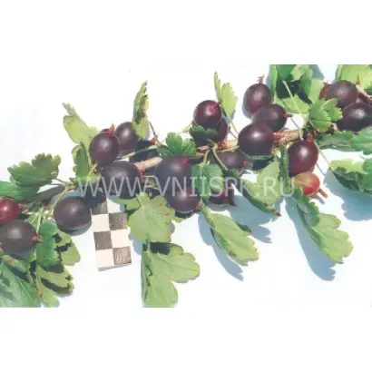 Некрасовский