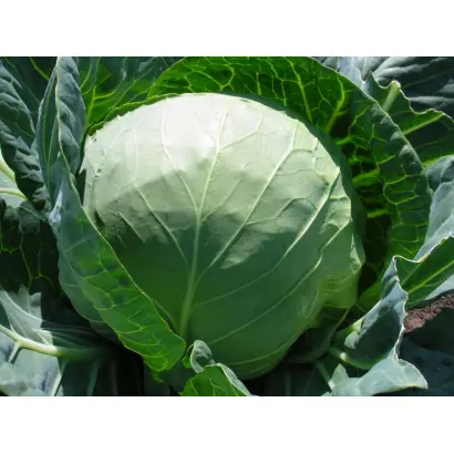 Эльвира F1 / Elvira F1