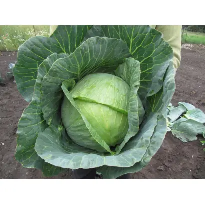 Гранада F1 / Hranada F1